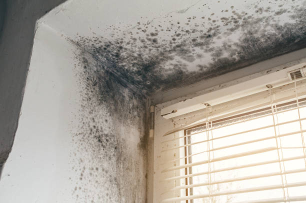 Affordable Basement Mold Removal solutions in Boulder, CO