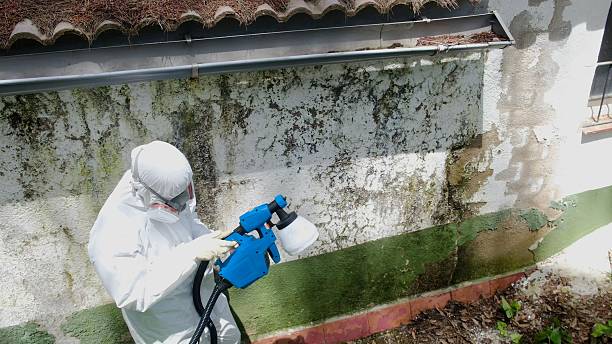 Trusted Mold Inspection service in Boulder, CO - Cheap Mold Removal